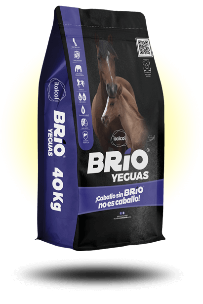 BRIO YEGUAS